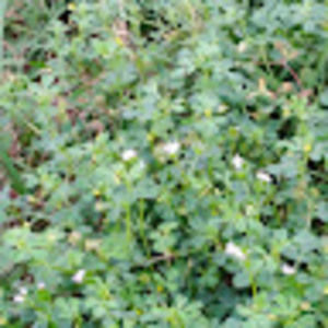 Meet your Posher, Priscilla